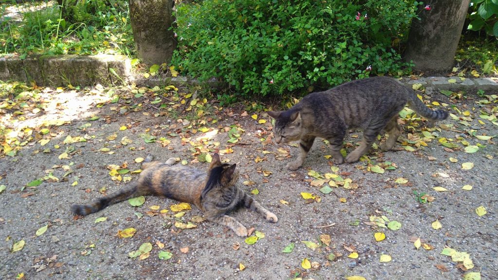 森林つつじ公園の猫